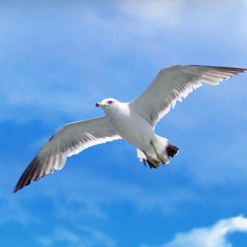 Papel De Parede Vintage Do Havaí